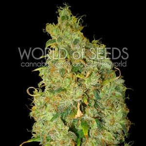World of Seeds - Northern Light x Skunk