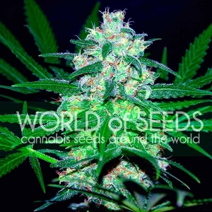 World of Seeds - Pakistan Valley
