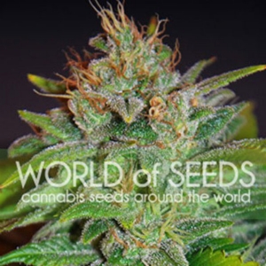 World of Seeds - Skunk 47