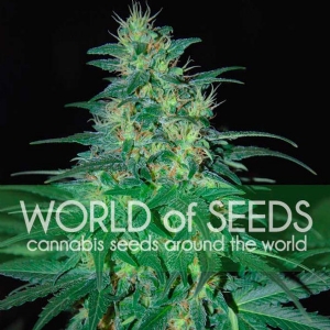 World of Seeds - South African Kwazulu