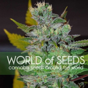 World of Seeds - Space