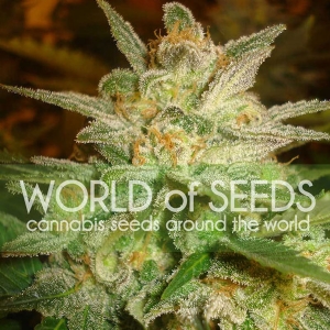 World of Seeds - Star 47
