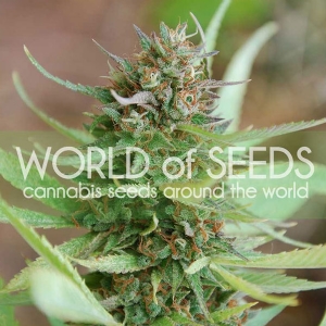 World of Seeds - Strawberry Blue
