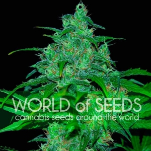 World of Seeds - Wild Thailand