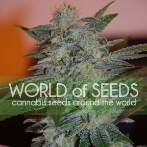 World of Seeds - Yumbolt 47