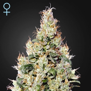 Green House - Exodus Cheese Auto