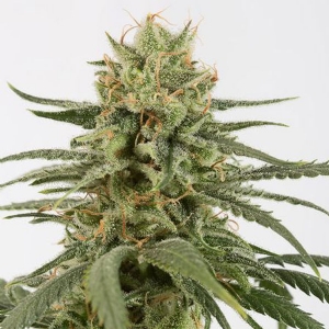 Dinafem - Amnesia CBD