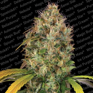 Paradise Seeds - Dutch Kush