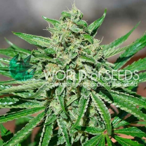 World of Seeds - CBD Tonic