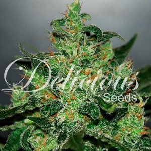Delicious Seeds - Critical Jack Herer Auto