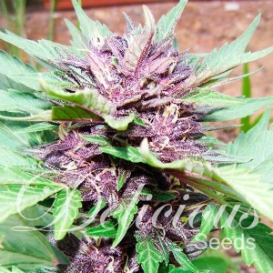 Delicious Seeds - Dark Purple Auto