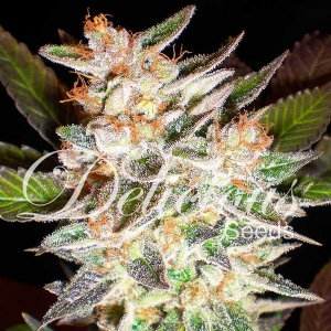 Delicious Seeds - Delicious Candy Auto