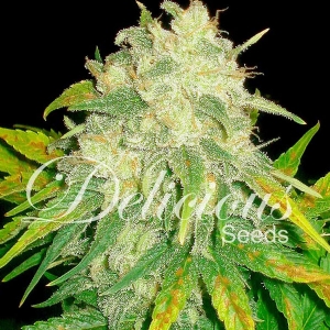 Delicious Seeds - Il Diavolo Auto