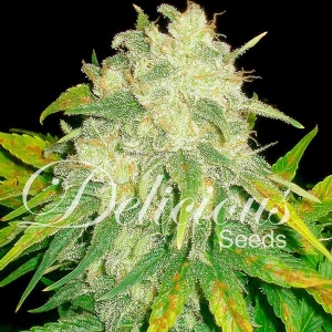 Delicious Seeds - La Bella Afrodita Auto