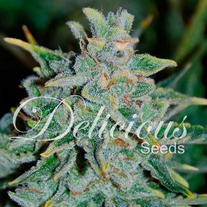 Delicious Seeds - Northern Light Blue Auto