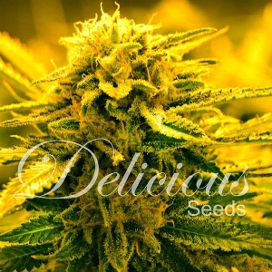 Delicious Seeds - Sugar Black Rose Auto