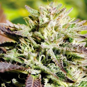 Delicious Seeds - Caramelo Regolare