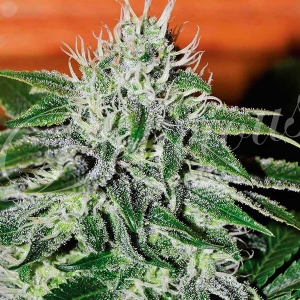 Delicious Seeds - Critical Jack Herer