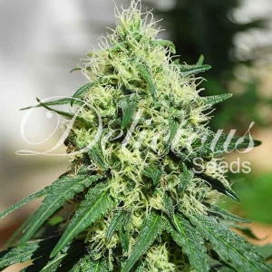 Delicious Seeds - Critical Kali Mist