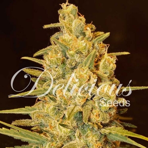 Delicious Seeds - Critical Sensi Star