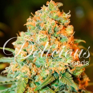 Delicious Seeds - Critical Super Silver Haze