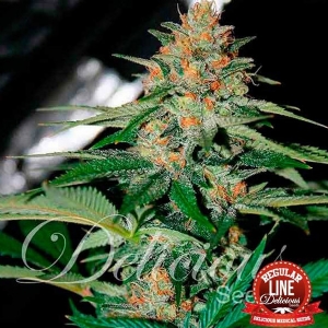 Delicious Seeds - Delicious Candy - Regolare