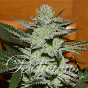 Delicious Seeds - Desconocida Kush