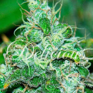 Delicious Seeds - Fruity Chronic Juice