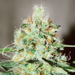 Delicious Seeds - Jagg Kush