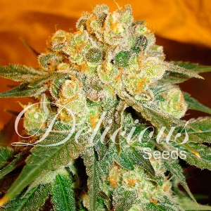 Delicious Seeds - Marmalate