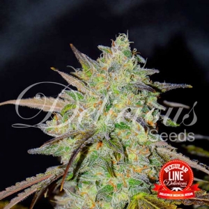 Delicious Seeds - Marmelate Regolare