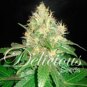 Delicious Seeds - Northern Light Blue
