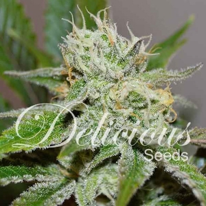 Delicious Seeds - Original Juan Herer