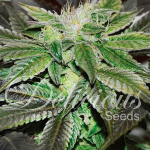 Delicious Seeds - Sugar Candy