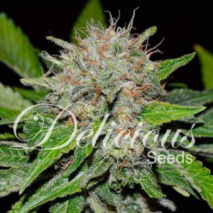 Delicious Seeds - (CBD Family) Deep Mandarine