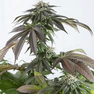 Dinafem - Bubba Kush CBD