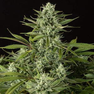 Dinafem - Cheese CBD