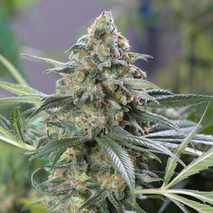 Dinafem - OG Kush CBD