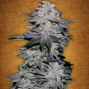 Fast Buds - Blackberry