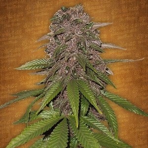 Fast Buds - C4 Matic