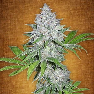 Fast Buds - Californian Snow