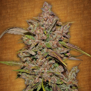 Fast Buds - Crystal METH