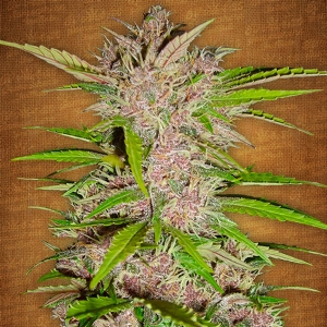 Fast Buds - Fastberry