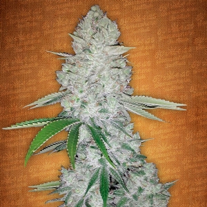 Fast Buds - Gorilla Glue