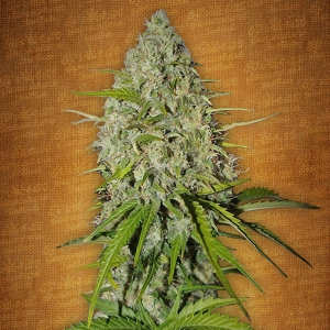 Fast Buds - Grapefruit matic