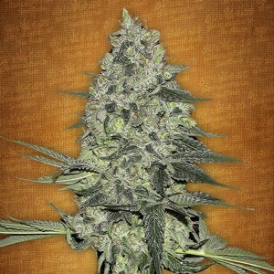 Fast Buds - Rhino Ryder