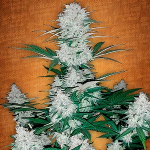 Fast Buds - Six Shooter