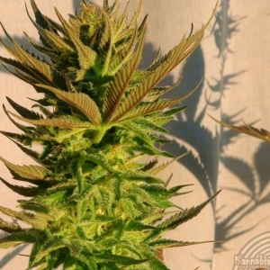 Kannabia - Kickass (ex B.LEE) Auto