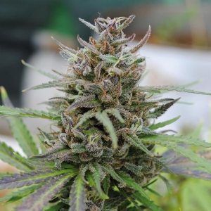 Kannabia - Baby Boom Auto