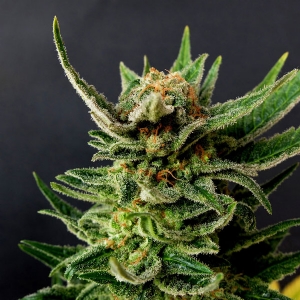 Kannabia - Gypsy Kush ( Ex Faraona)